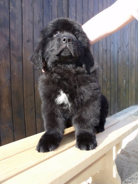 Фото: ньюфаундленд Итальяно Мачо