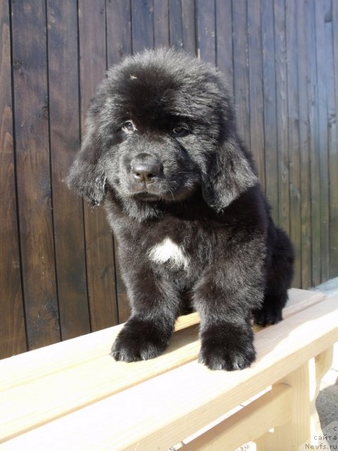 Фото: ньюфаундленд Итальяно Мачо
