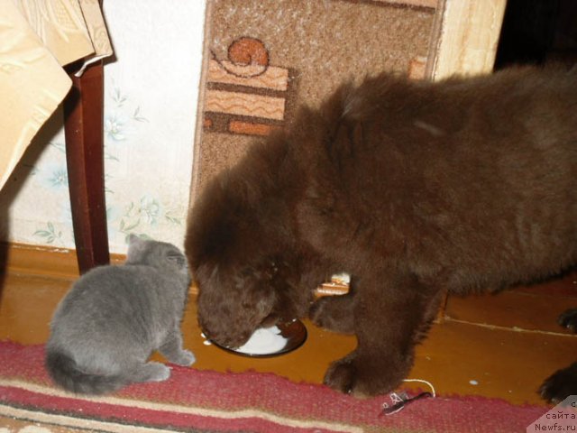 Фотография № 96845