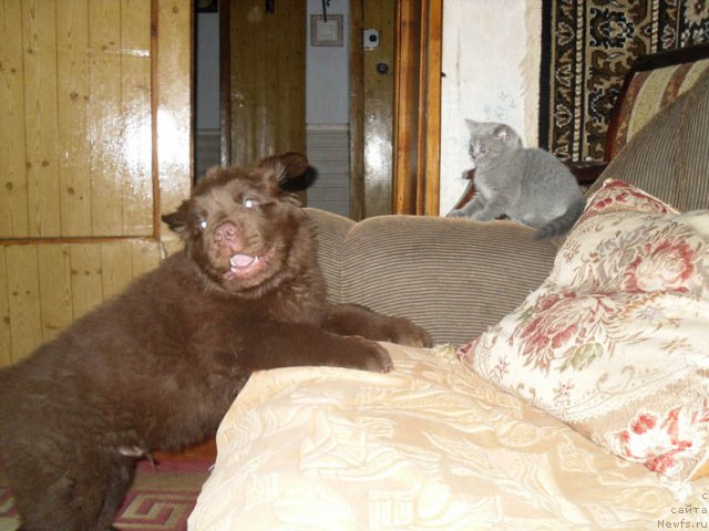 Фотография № 96846