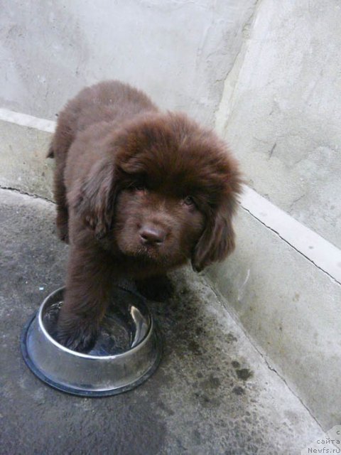 Фото: ньюфаундленд Хохотушка с Берега Дона (Hohotushka s Berega Dona)