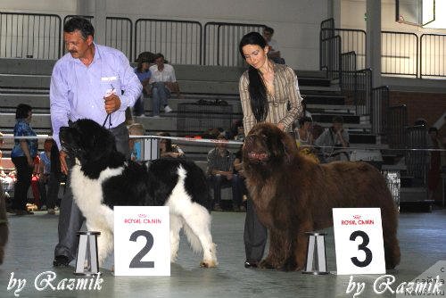 Фото: ньюфаундленд Супер Премиум Ему Нет Равных, ньюфаундленд Анджело Орсо Вильгельм (Angelo Orso Vilgelm)