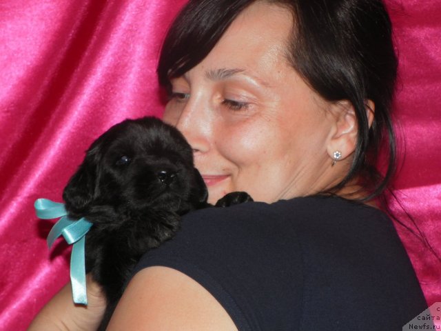 Фото: Анна Загорских, ньюфаундленд Их Высочество Вилана Блум (Ih Visochestvo Vilana Blum), ньюфаундленд Lifeguard's American Style