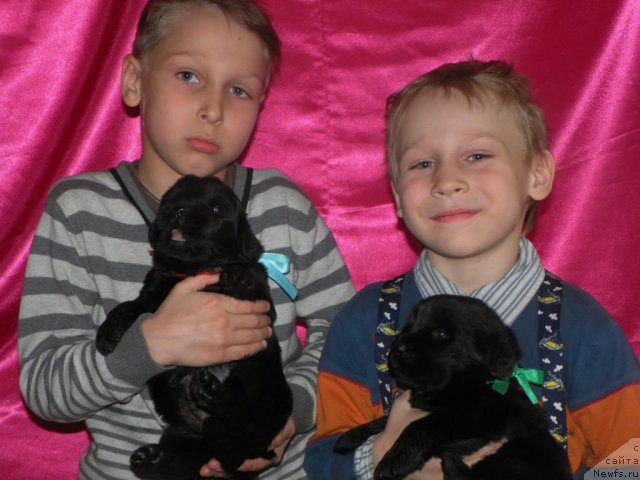 Фото: ньюфаундленд Их Высочество Вилана Блум (Ih Visochestvo Vilana Blum), ньюфаундленд Lifeguard's American Style