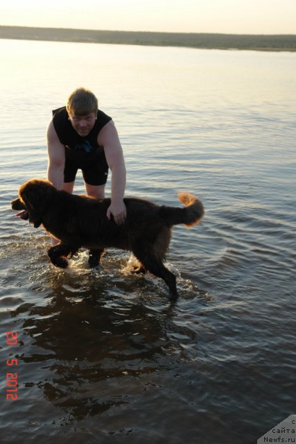 Фото: Дмитрий Касаткин, ньюфаундленд Ньюфот Прим Роуз