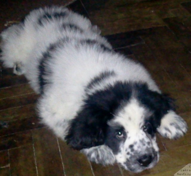 Фото: ньюфаундленд Питерньюф Хаппу-Енд