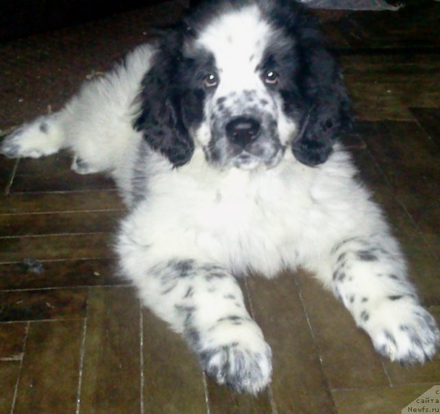 Фото: ньюфаундленд Питерньюф Хаппу-Енд