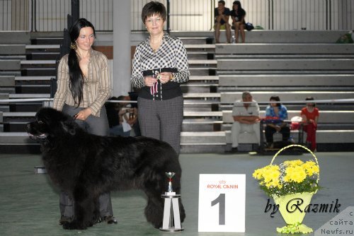 Фото: ньюфаундленд Анджело Орсо Церера (Angelo Orso Cerera), Татьяна Ильина, Патрина М.