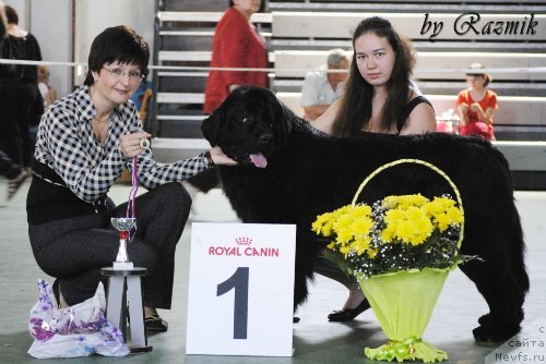 Фото: ньюфаундленд Эра Гранд Люкс Челеста