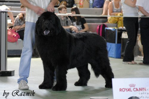 Фото: ньюфаундленд Эра Гранд Люкс Ченз Ричард