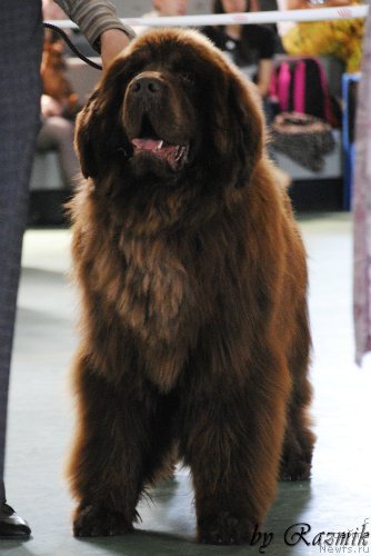 Фото: ньюфаундленд Анджело Орсо Вильгельм (Angelo Orso Vilgelm)