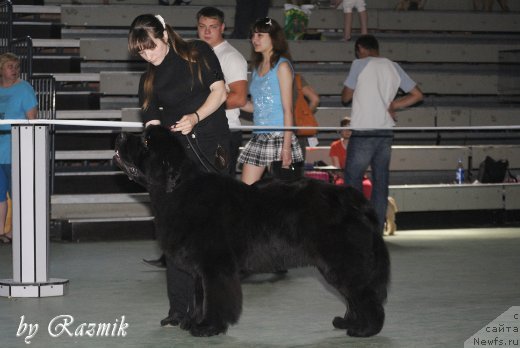 Фото: ньюфаундленд Бегущая по Волнам Зиллион (Beguschaya po Volnam Zillion)