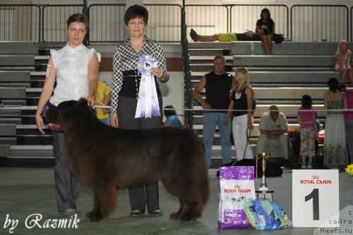 Фото: ньюфаундленд Лесная Сказка Королевский Медведь (Lesnaja Skazka Korolevskiy Medved)