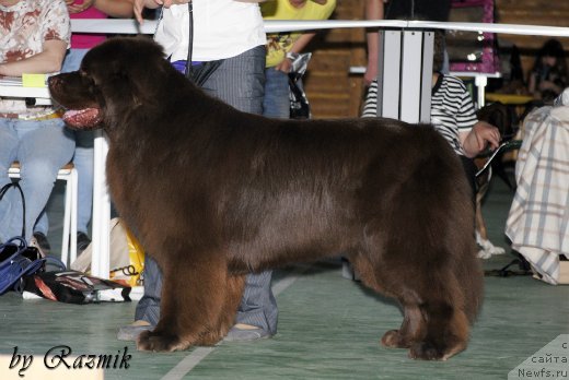 Фото: ньюфаундленд Лесная Сказка Королевский Медведь (Lesnaja Skazka Korolevskiy Medved)