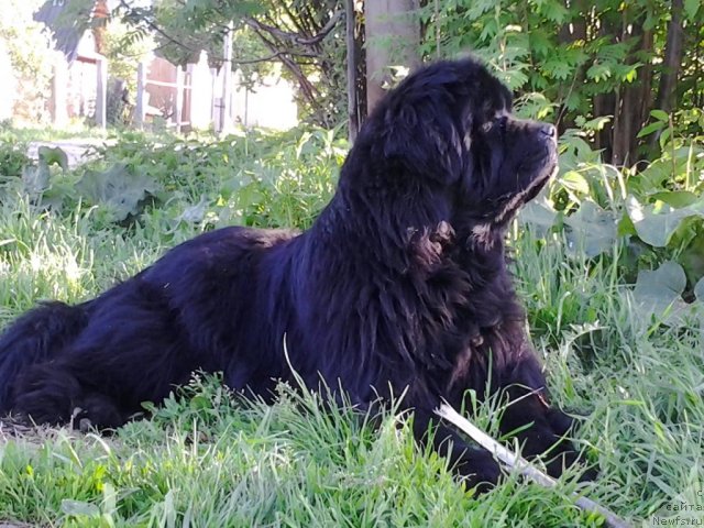 Фото: ньюфаундленд Их Высочество Владлена Маджикс