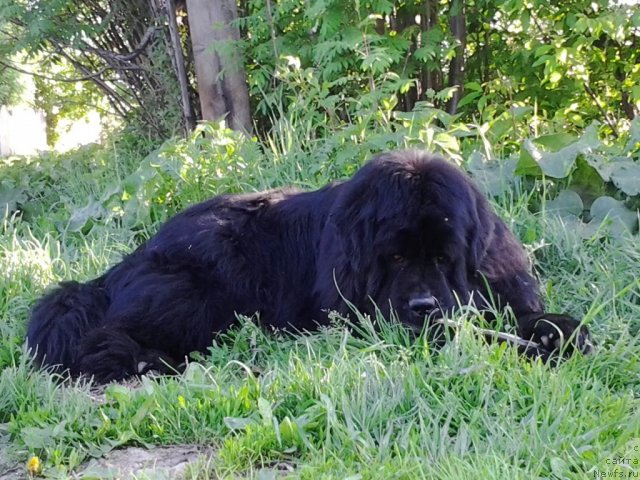 Фото: ньюфаундленд Их Высочество Владлена Маджикс