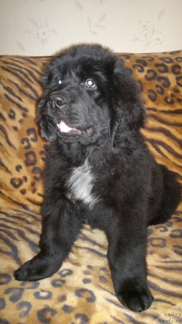 Фото: ньюфаундленд Питерньюф Хард-Рок