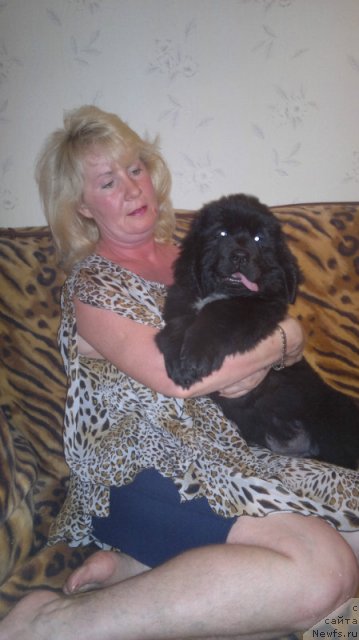 Фото: ньюфаундленд Питерньюф Хард-Рок