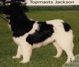 Фото: ньюфаундленд Topmast's Jackson