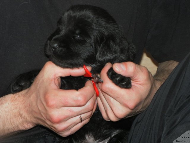 Фото: ньюфаундленд Их Высочество Вилана Блум (Ih Visochestvo Vilana Blum), ньюфаундленд Lifeguard's American Style