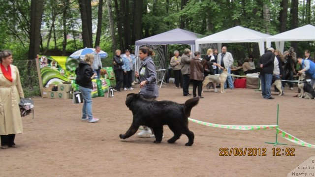 Фото: ньюфаундленд Питерньюф Монте Кристо (Piternyuf Monte Kristo), Дарья Хижняк