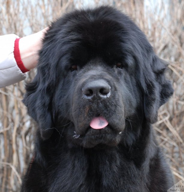 Фото: ньюфаундленд Дар Свезы Юриель Корона Бореалис (Dar Svezy Uriel Korona Borealis)