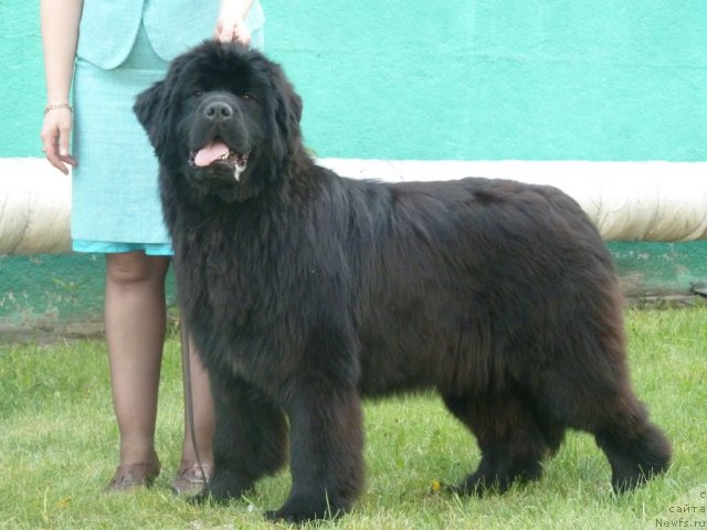 Фото: ньюфаундленд Супер Премиум Италия