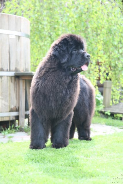 Фото: ньюфаундленд Сент Джонс Хендсел фо Ми (Sent Djons Handsel for Me)