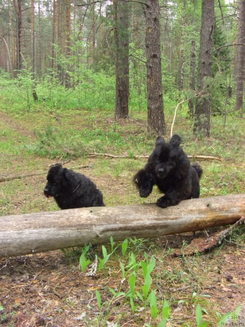 Фото: ньюфаундленд Акин Соул София, ньюфаундленд Лесная Сказка Лунная Соната