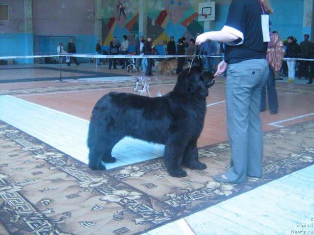 Фото: ньюфаундленд Супер Премиум Инвисибл (Super Premium Invisible)