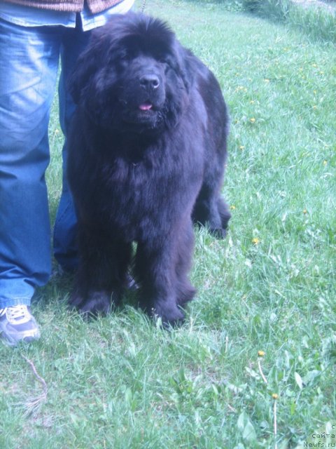 Фото: ньюфаундленд Супер Премиум Инвисибл (Super Premium Invisible)