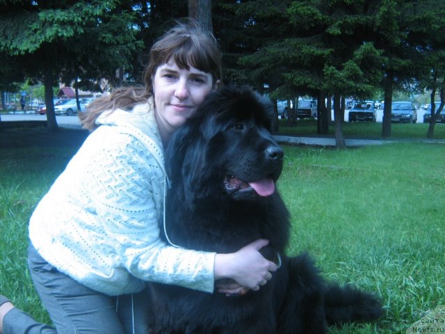 Фото: ньюфаундленд Супер Премиум Инвисибл (Super Premium Invisible), Ирина Черникова