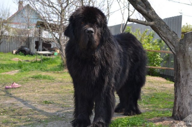 Фото: ньюфаундленд Веридан Звездный Путь