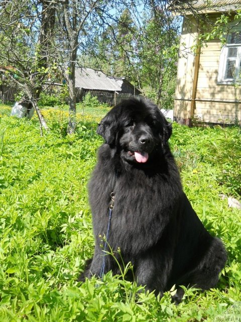 Фото: ньюфаундленд Фанньюф Альфелина Бледанс