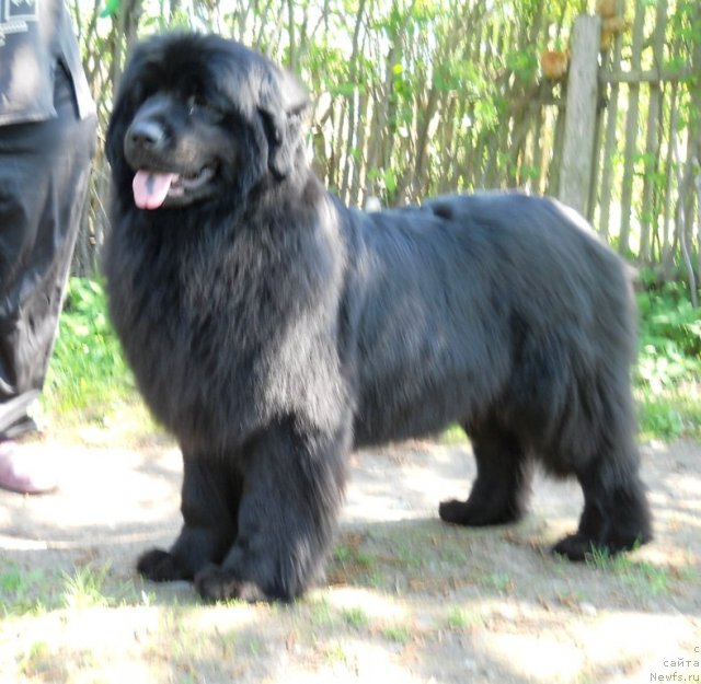 Фото: ньюфаундленд Фанньюф Альфелина Бледанс