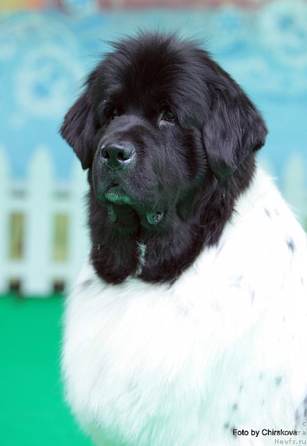 Фото: ньюфаундленд Don't Worry Be Happy de L'Etoile de Cyrice