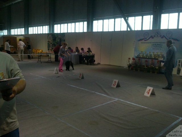 Фото: ньюфаундленд Чарующий Чезарио (Charuyuschiy Chezario)