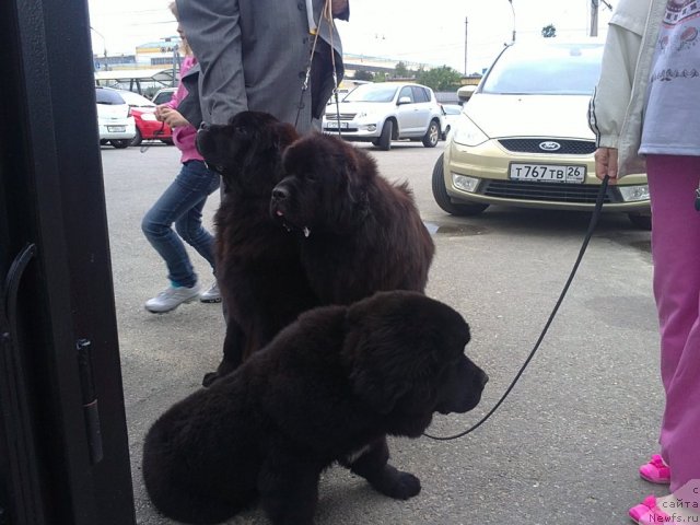 Фото: ньюфаундленд Чарующий Чезарио (Charuyuschiy Chezario), ньюфаундленд Звездный Дар Афина для Берега Дона (Zvezdnij Dar Afina dlja Berega Dona), ньюфаундленд Сентябрина с Берега Дона (Sentyabrina s Berega Dona)