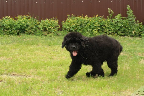Фото: ньюфаундленд Бегущая по Волнам Центер оф Аттрактион