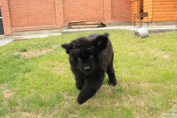 Фото: ньюфаундленд Бегущая по Волнам Центер оф Аттрактион