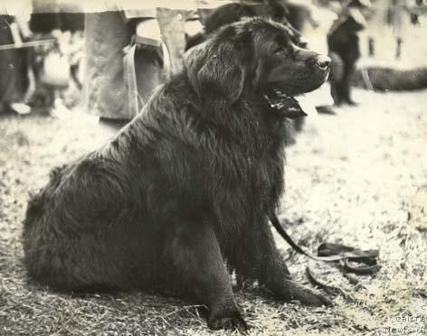 Фото: ньюфаундленд Тори Магр