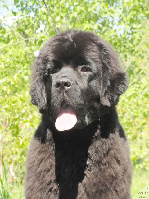 Фотография № 97010