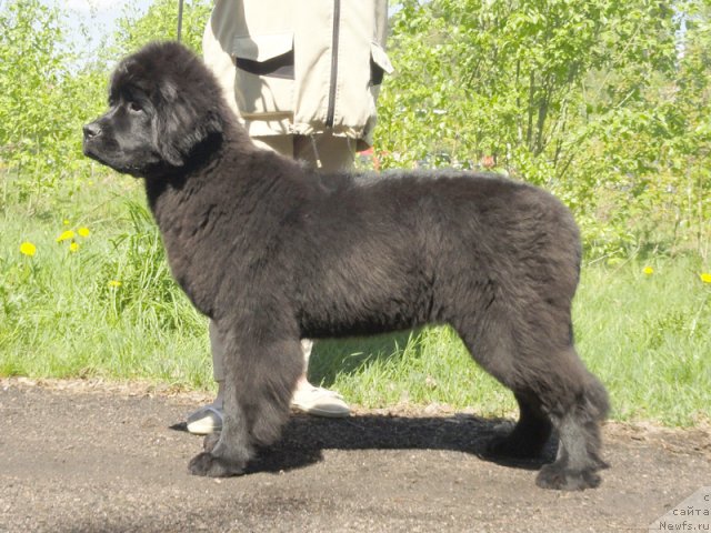 Фотография № 97011