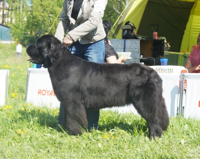 Фото: ньюфаундленд Бегущая по Волнам Зефирин Друэн (Beguschaya po Volnam Zephirine Drouhin)