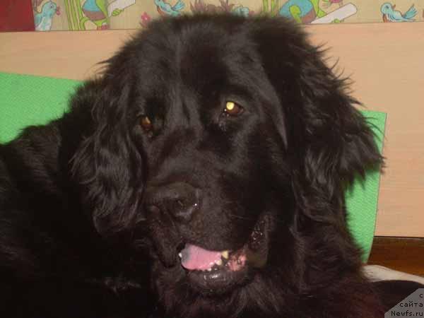 Фото: ньюфаундленд Чародейка Фабигги