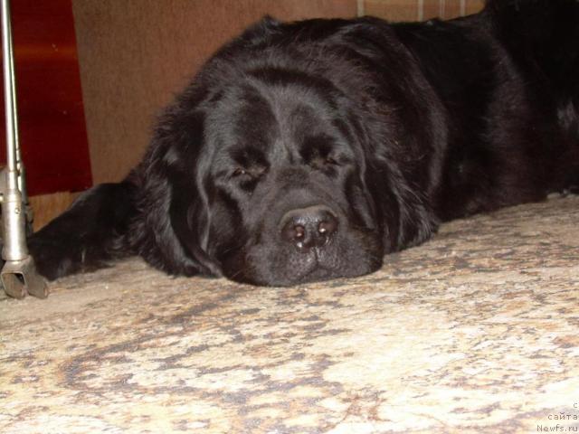 Фото: ньюфаундленд Чародейка Фабигги