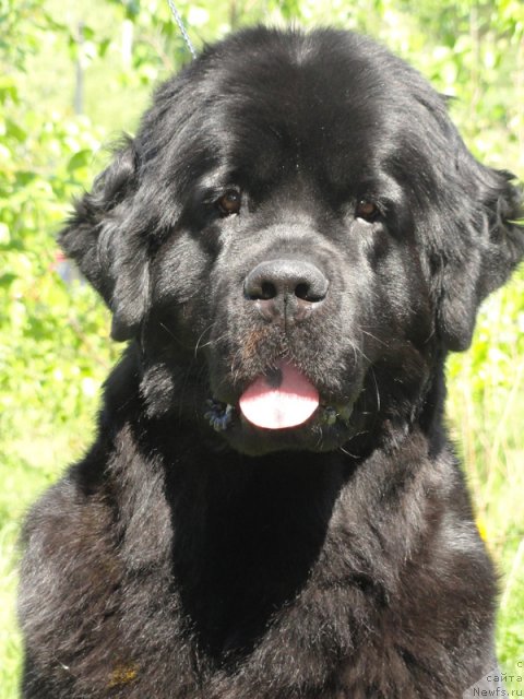 Фотография № 97032