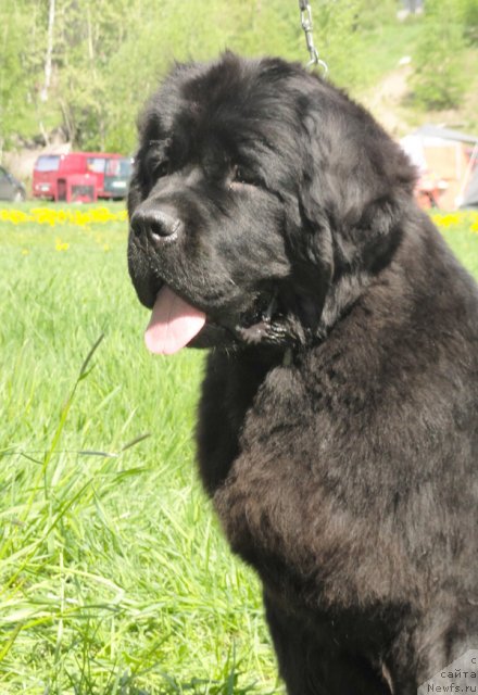 Фото: ньюфаундленд Бегущая по Волнам Зефирин Друэн (Beguschaya po Volnam Zephirine Drouhin)