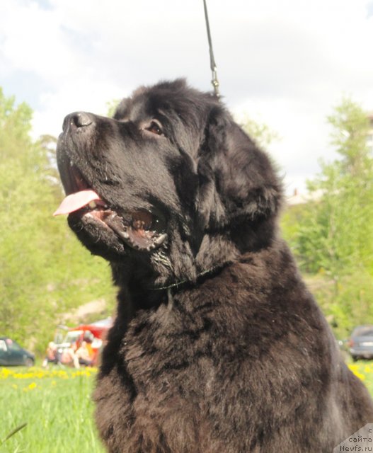 Фото: ньюфаундленд Бегущая по Волнам Зефирин Друэн (Beguschaya po Volnam Zephirine Drouhin)