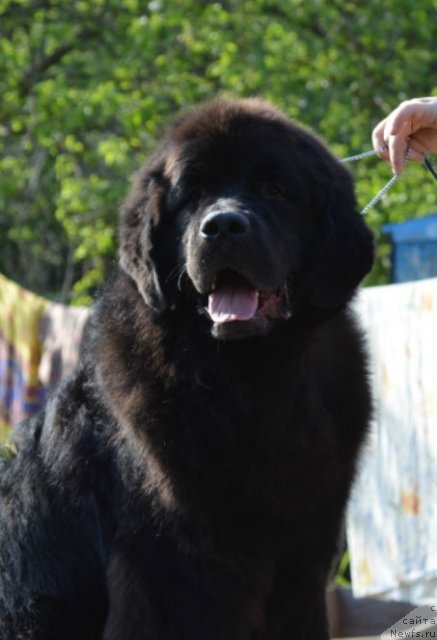 Фотография № 97054